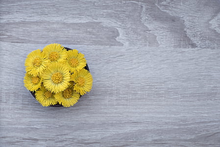 yellow petaled flowers on black pot thumbnail