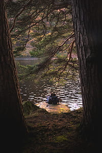brown tree thumbnail