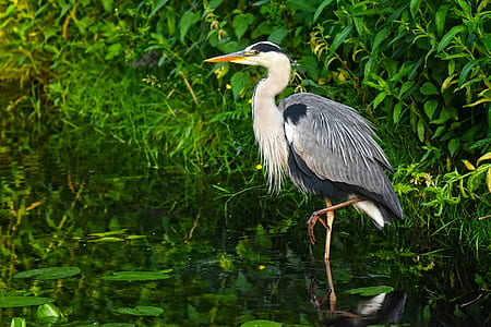 bird walking on water thumbnail