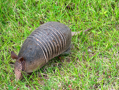 armadillo on grass thumbnail