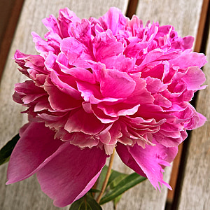 pink flower thumbnail