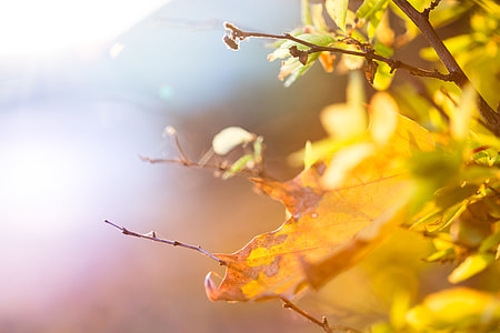 Colorful Autumn Leaves thumbnail