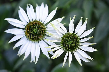 macro shot of two white-and-green flowers thumbnail