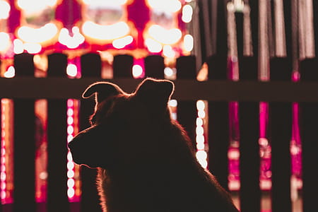 Dog by Fence thumbnail