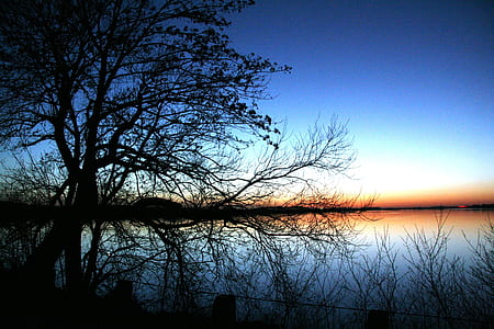 tree silhouette near body of water thumbnail