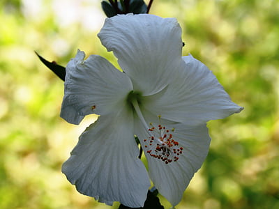 selective focus photo of white hibiscus in bloom thumbnail