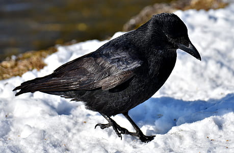 black bird thumbnail