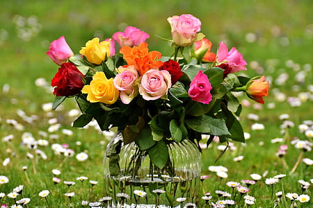 pink, orange, and yellow roses in bloom at daytime thumbnail