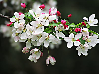 close-up photo of white-and-pink tree blossoms thumbnail