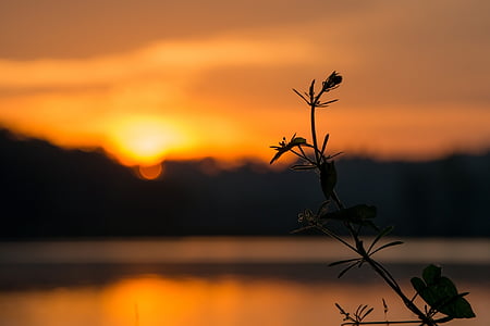silhouette of plant near body of water thumbnail