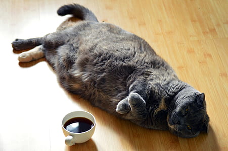short-fur black cat thumbnail
