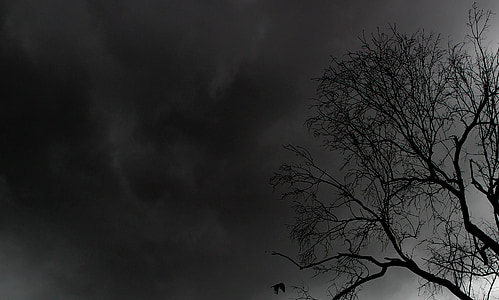 bare tree under black sky thumbnail