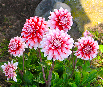 shallow focus photography of pink and red flowers thumbnail