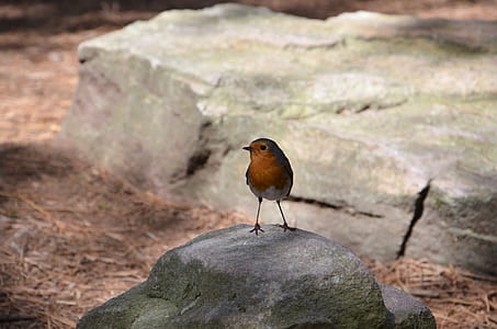 brown bird on top gray stone thumbnail