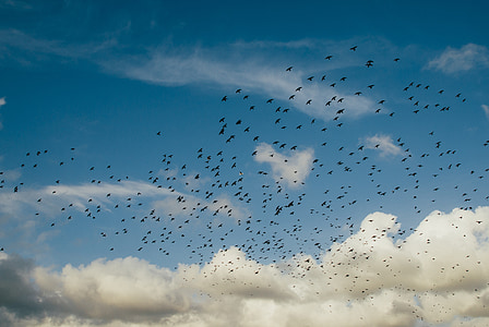 flock of birds flying up in the sky thumbnail
