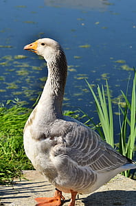 goose standing near body of water thumbnail