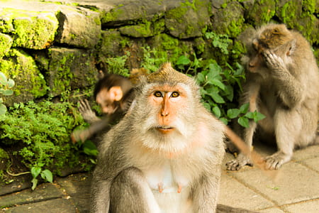 brown monkeys sitting on tiles thumbnail
