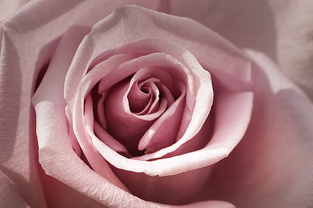 pink rose thumbnail