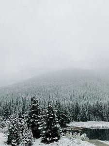 snow-covered trees under cloudy sky thumbnail