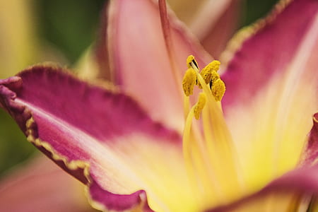 Macro Photography of Pink Petaled Flower thumbnail