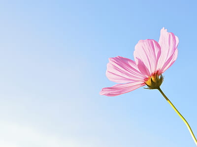 pink cosmos flower closeup photo thumbnail