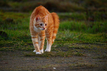 orange tabby cat on green grass thumbnail