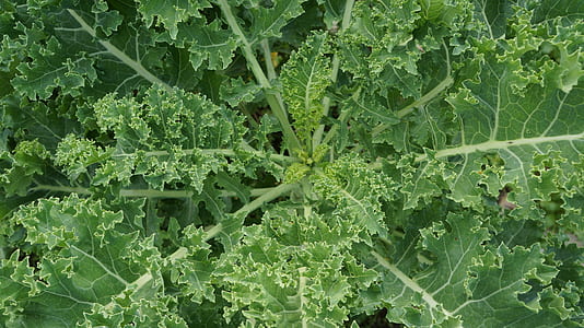closeup photo of green leafed plant thumbnail