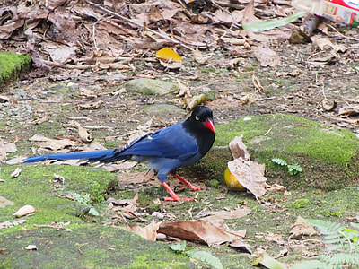 Long-Tailed Mountain Mother, Blue Magpie thumbnail