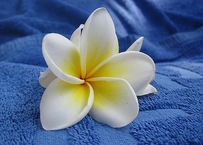 white petal flower thumbnail