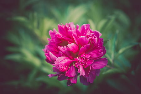 close up photography hot pink cluster flower thumbnail