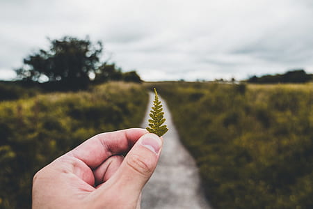 person holding green leaf thumbnail
