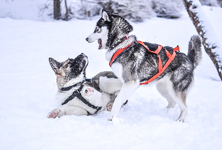 black and white Siberian husky thumbnail