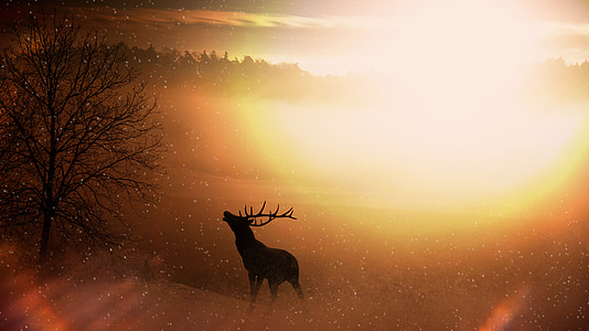 silhouette of deer with yellow sunlight thumbnail