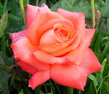 close-up photography of red rose thumbnail
