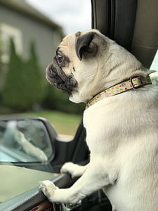 adult fawn pug thumbnail