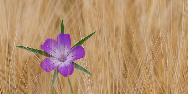 purple petaled flowers with wheats thumbnail