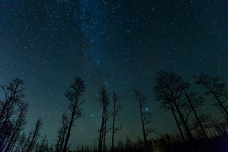 low angle photography of tree under the night starry sky thumbnail
