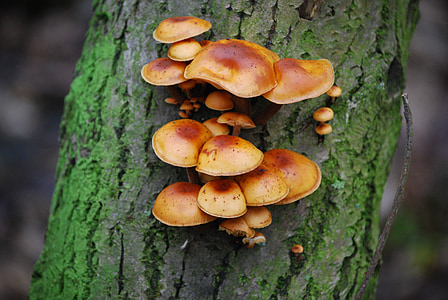 brown mushrooms on tree bark thumbnail