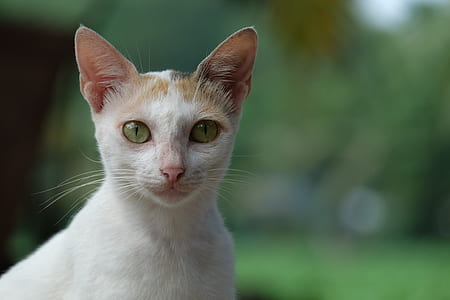 white and orange cat thumbnail
