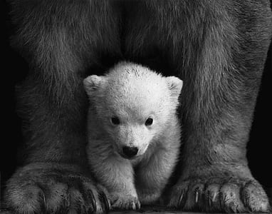 black-and-white, animal, fur, wilderness thumbnail