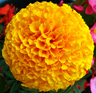 close-up photo of yellow marigold flower thumbnail