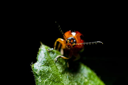 brown beetle on green leaf thumbnail
