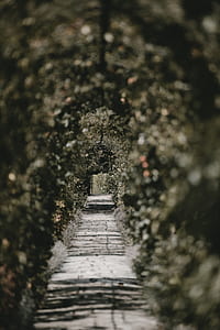 gray concrete pathway with floral arch at daytime thumbnail