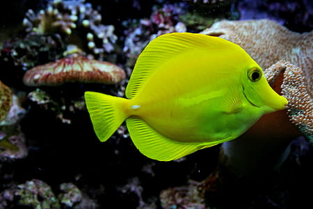 fish fish swimming near coral thumbnail