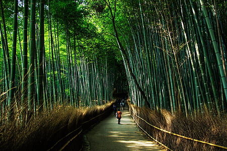people walking road with surrounded with bamboo trees during daytrime thumbnail