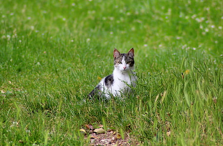 black and white tab by cat on green grass field during daytime thumbnail