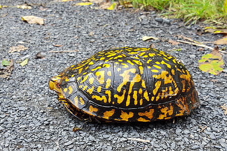Turtle crossing the road. thumbnail