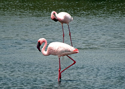 two flamingos on body of water thumbnail