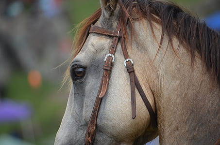macro shot of gray horse thumbnail