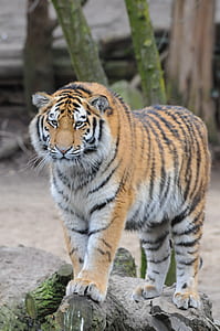 selective focus photography of Bengal tiger standing on rock thumbnail